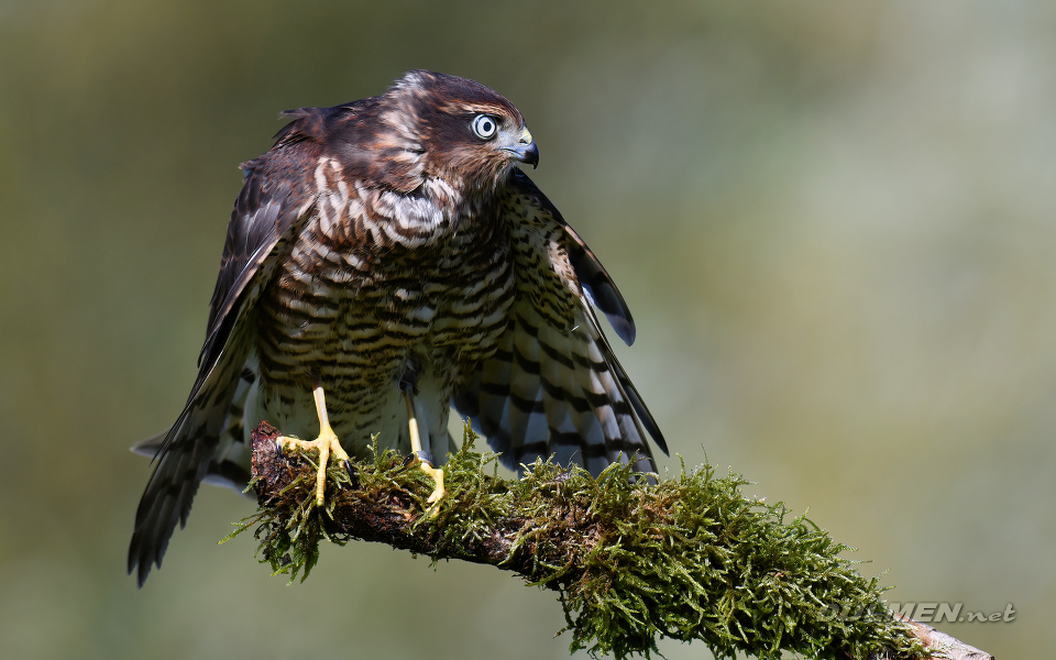 Eurasian sparrowhawk (Accipiter nisus)